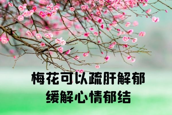  梅花的功效与作用有哪些？