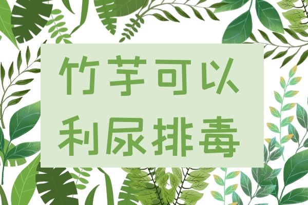  食用竹芋的功效与作用及禁忌分别是什么？