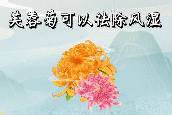  关于芙蓉菊的功效和作用，你了解多少？