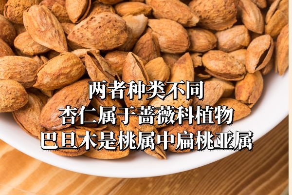  很多人都搞不清楚杏仁和巴旦木的区别是什么？