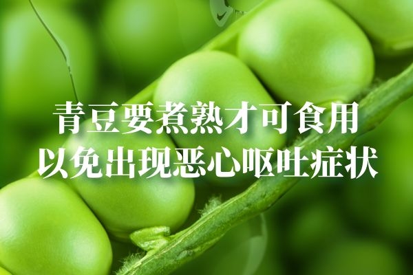 青豆煮熟才可食用