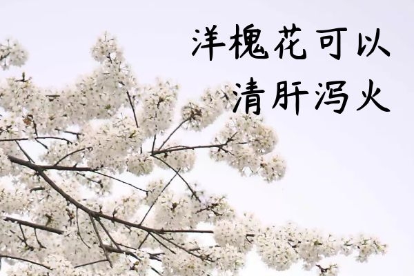  洋槐花的功效与作用及禁忌有哪些？