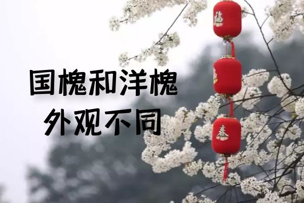  国槐与洋槐的区别有哪些？