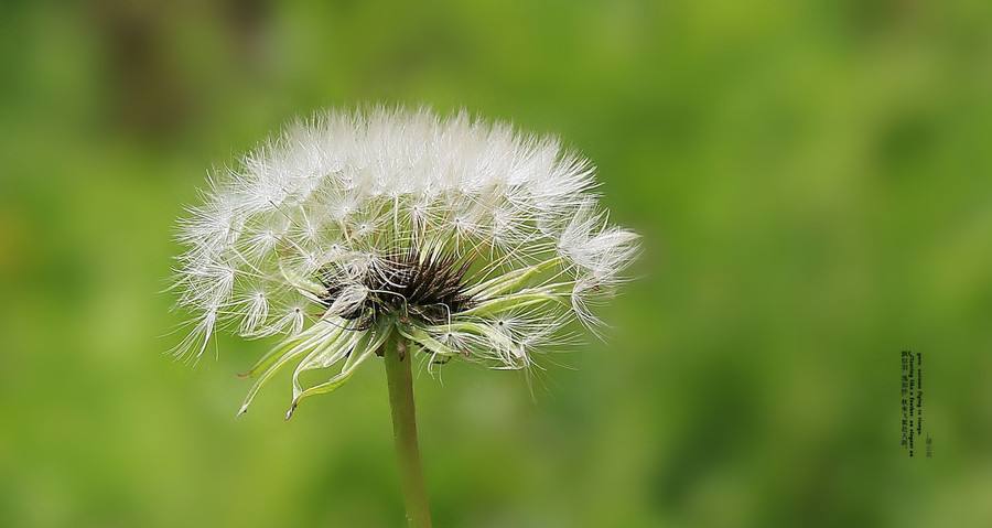  蒲公英的功效和作用有哪些？禁忌人群有哪些？