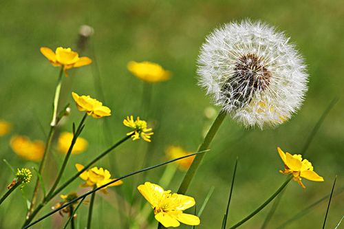 蒲公英可以保护肝脏