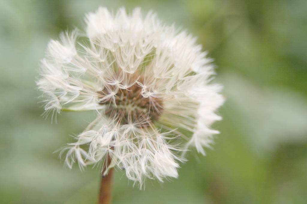 慢性肠炎患者不能服用蒲公英