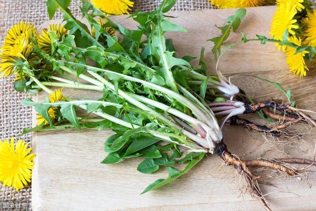 蒲公英根可以抗菌消炎