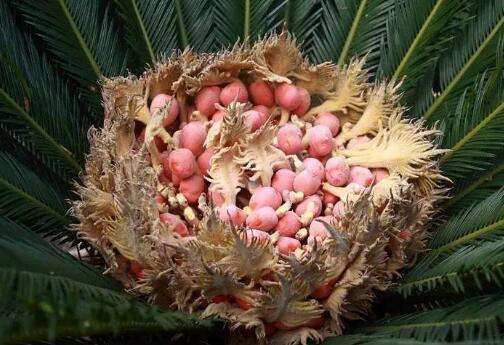  铁树果的功效与作用，铁树果的副作用有哪些