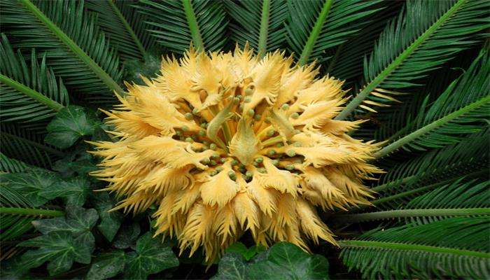 铁树果可以祛痰止咳