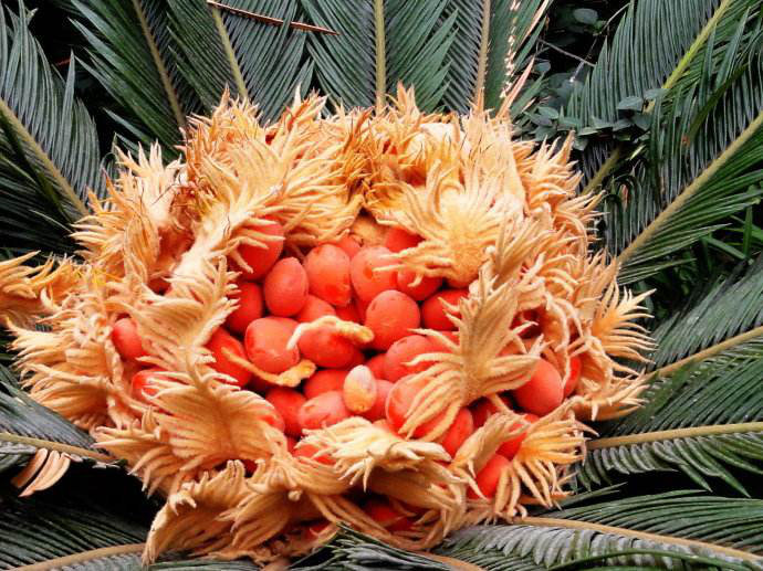 铁树果可以清热解暑