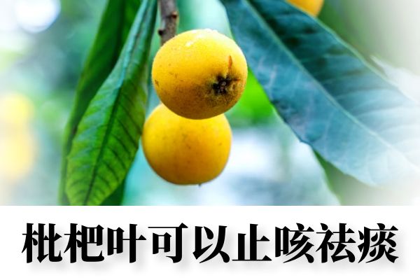  关于枇杷叶的功效与作用及禁忌你了解多少？