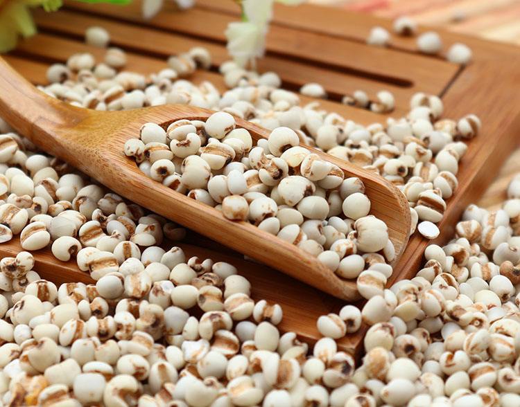  薏米的功效与作用及禁忌