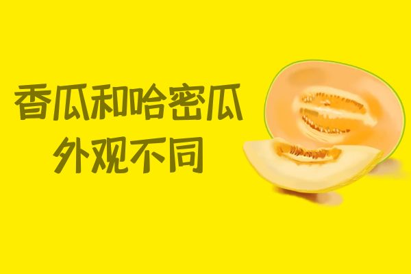  香瓜与哈密瓜的区别 香瓜与哈密瓜有什么不同