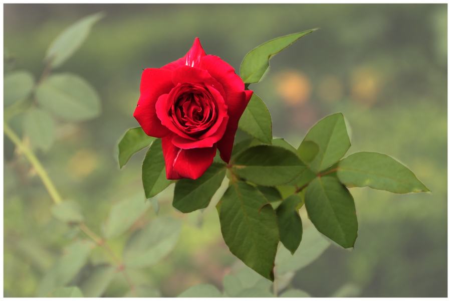  月季花的功效与作用 月季花的禁忌