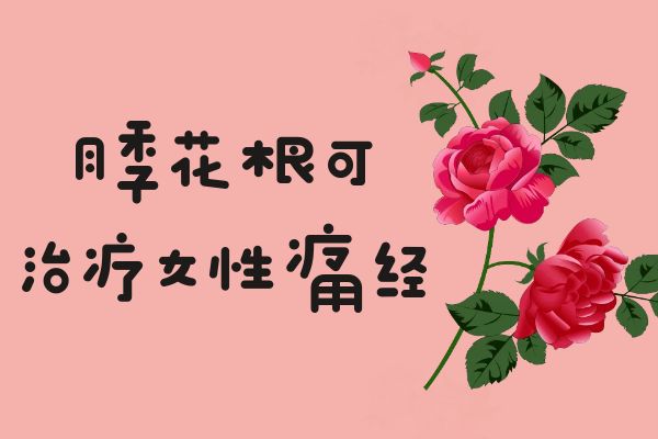  月季花根的功效与作用及禁忌有哪些？