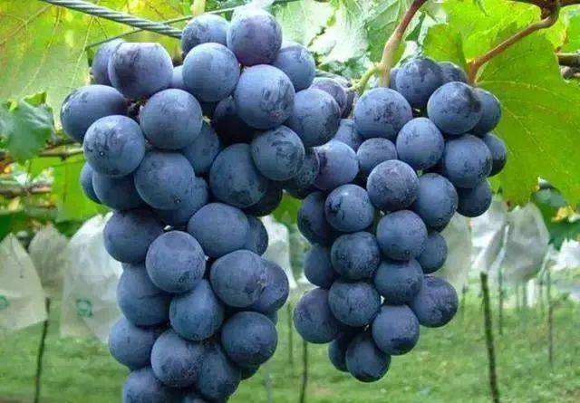 葡萄