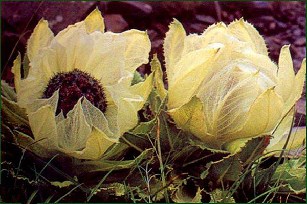  雪莲花的功效与作用 雪莲花的禁忌