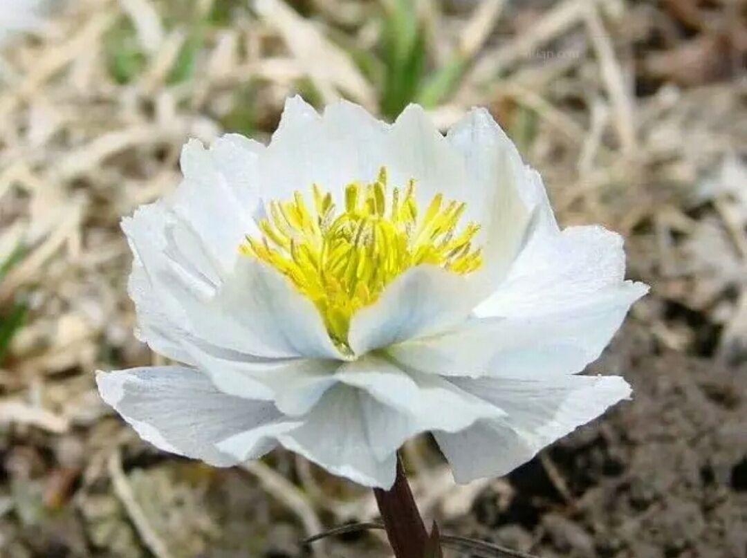 雪莲花可以祛风湿