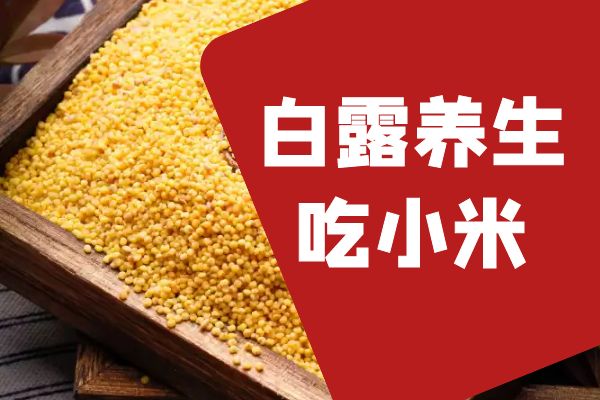 白露养生吃小米