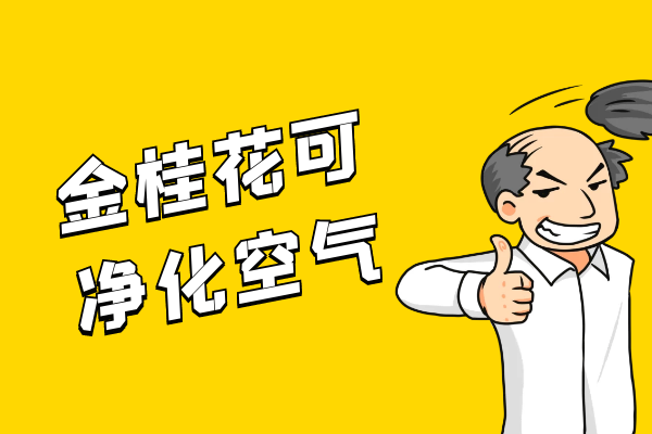  金桂花的功效与作用及禁忌有哪些？