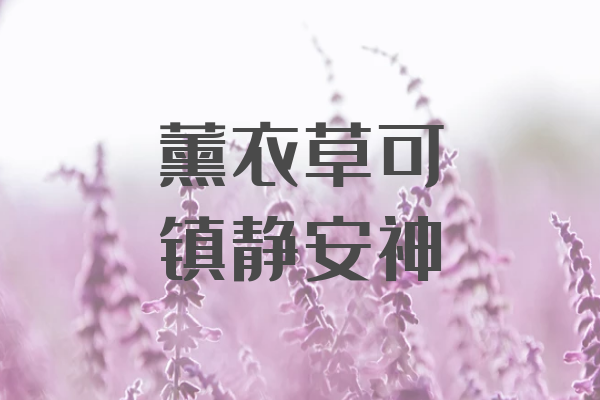  关于薰衣草的功效与作用及禁忌你了解多少？