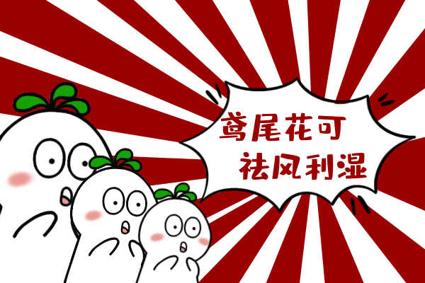  关于鸢尾花的功效与作用及禁忌你了解多少？