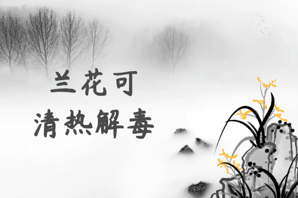  关于兰花的功效与作用及禁忌你了解多少？