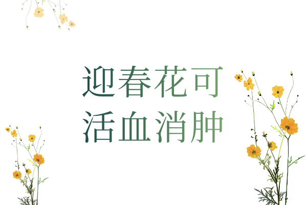  关于迎春花的功效与作用及禁忌你了解多少？