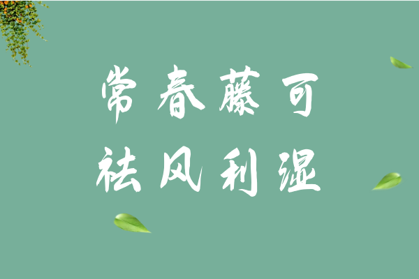  常春藤的功效与作用有哪些？常春藤不适合哪些人食用？