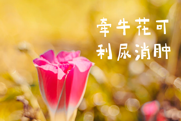  关于牵牛花的功效与作用及禁忌你了解多少？