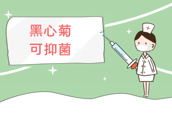  黑心菊的功效与作用及禁忌有哪些？