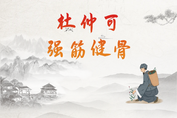  关于杜仲的功效与作用及禁忌你了解多少？