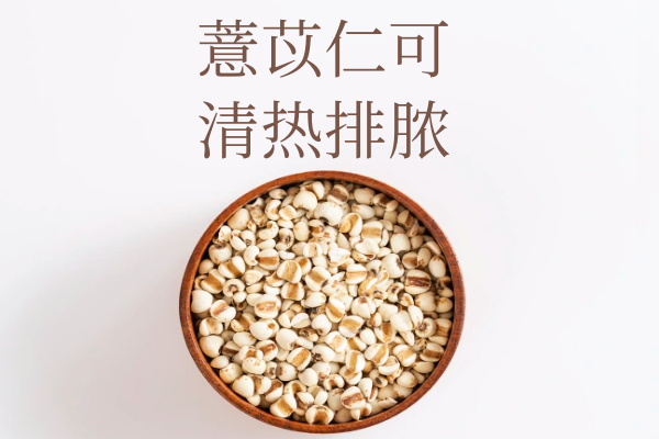  薏苡仁的功效与作用及禁忌