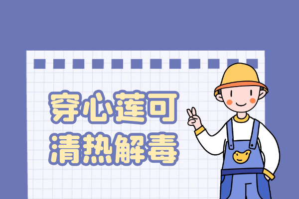  穿心莲的功效与作用及禁忌有哪些？