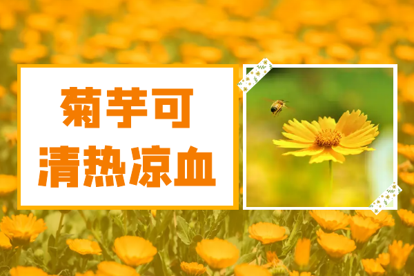  菊芋的功效与作用及禁忌有哪些？