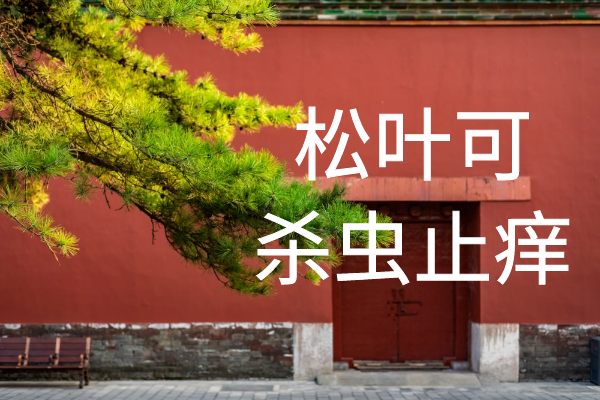  松叶的功效与作用及禁忌有哪些？