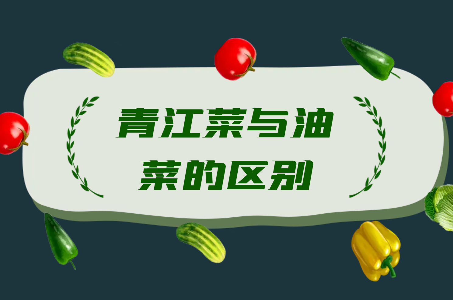 青江菜与油菜的区别