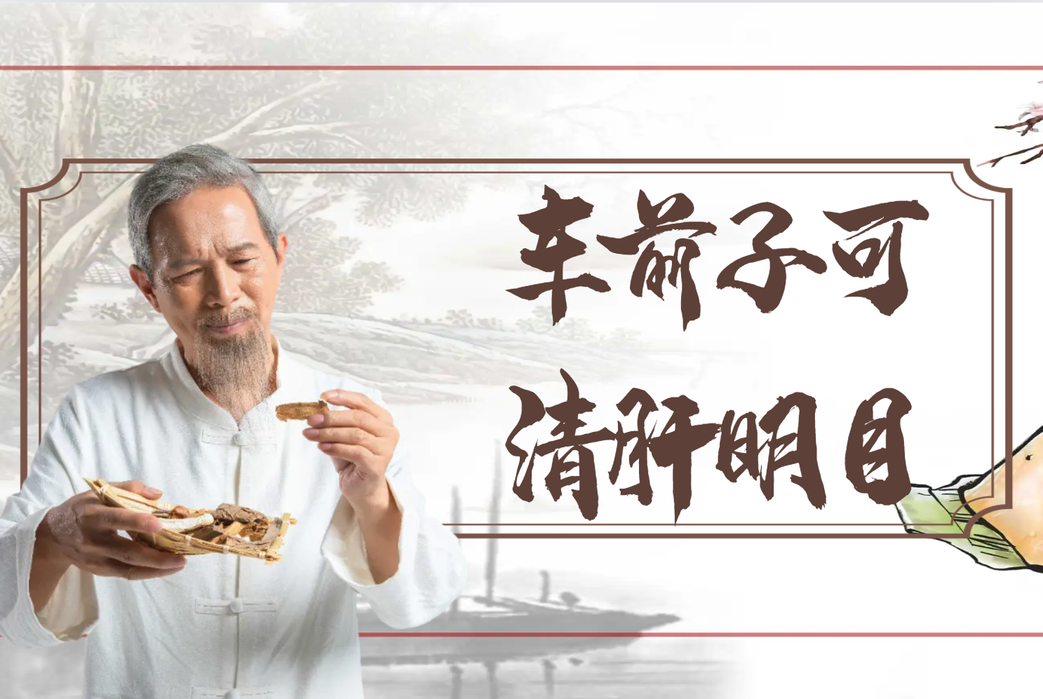  车前子的功效与作用及禁忌