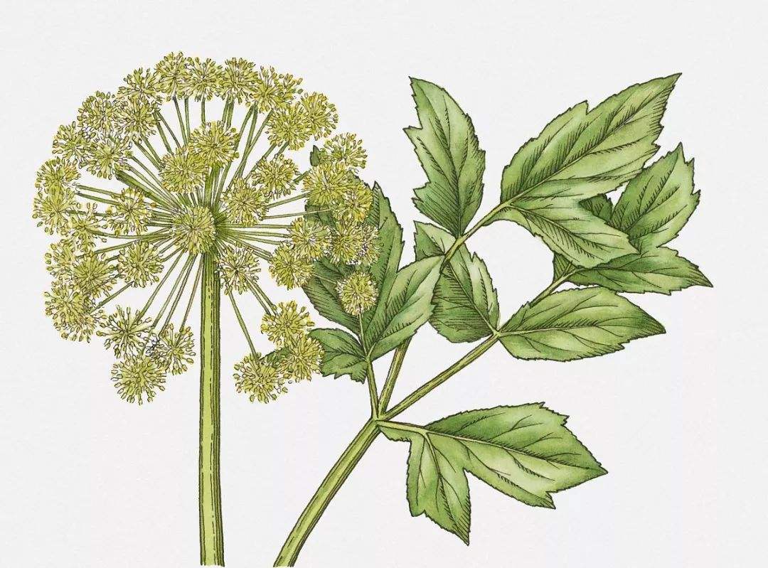  独活的功效与作用及禁忌