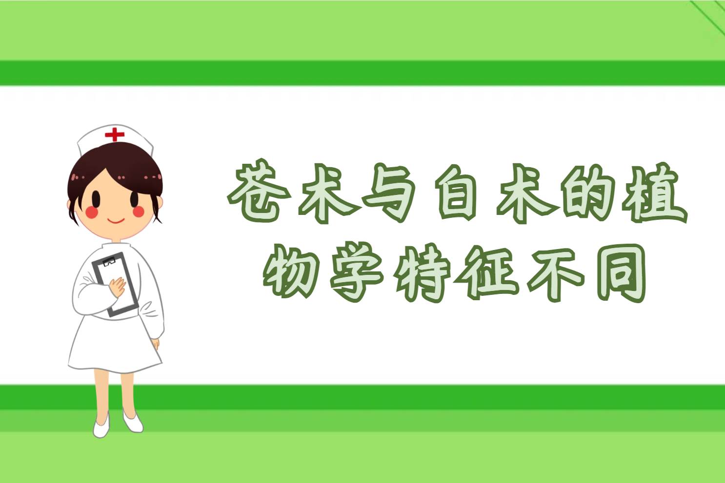  苍术与白术的区别是什么？