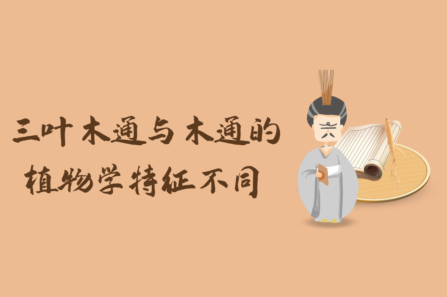  三叶木通与木通的区别有哪些？两者有这些不同之处