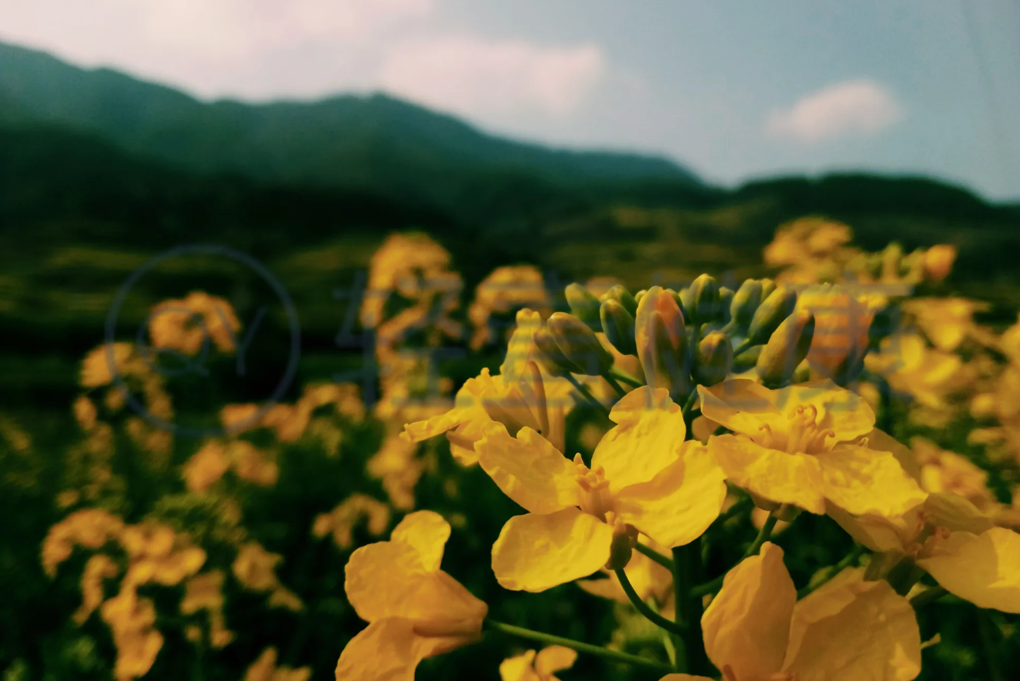  黄芥子的功效与作用及禁忌