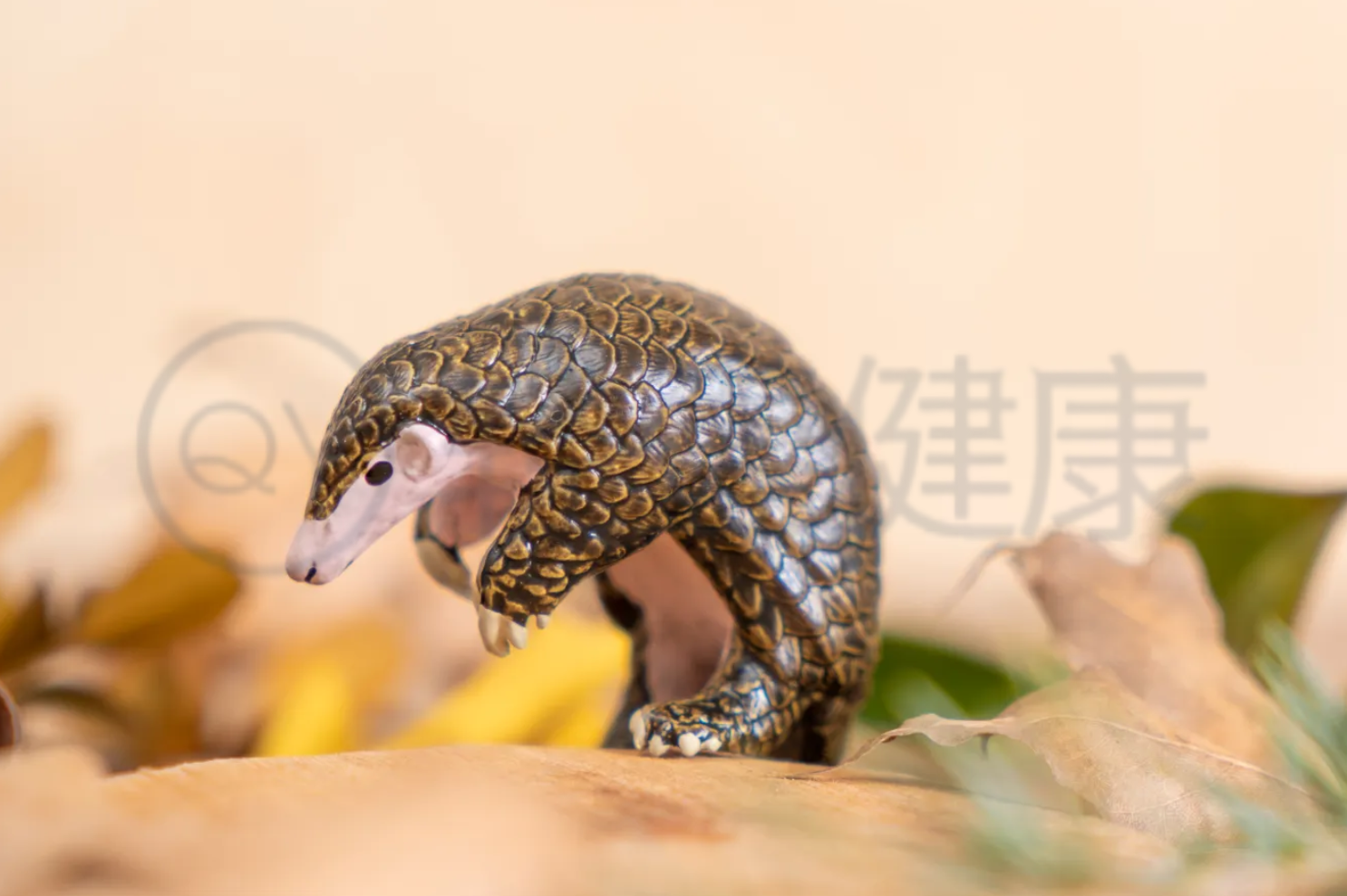  甲珠的功效与作用及禁忌