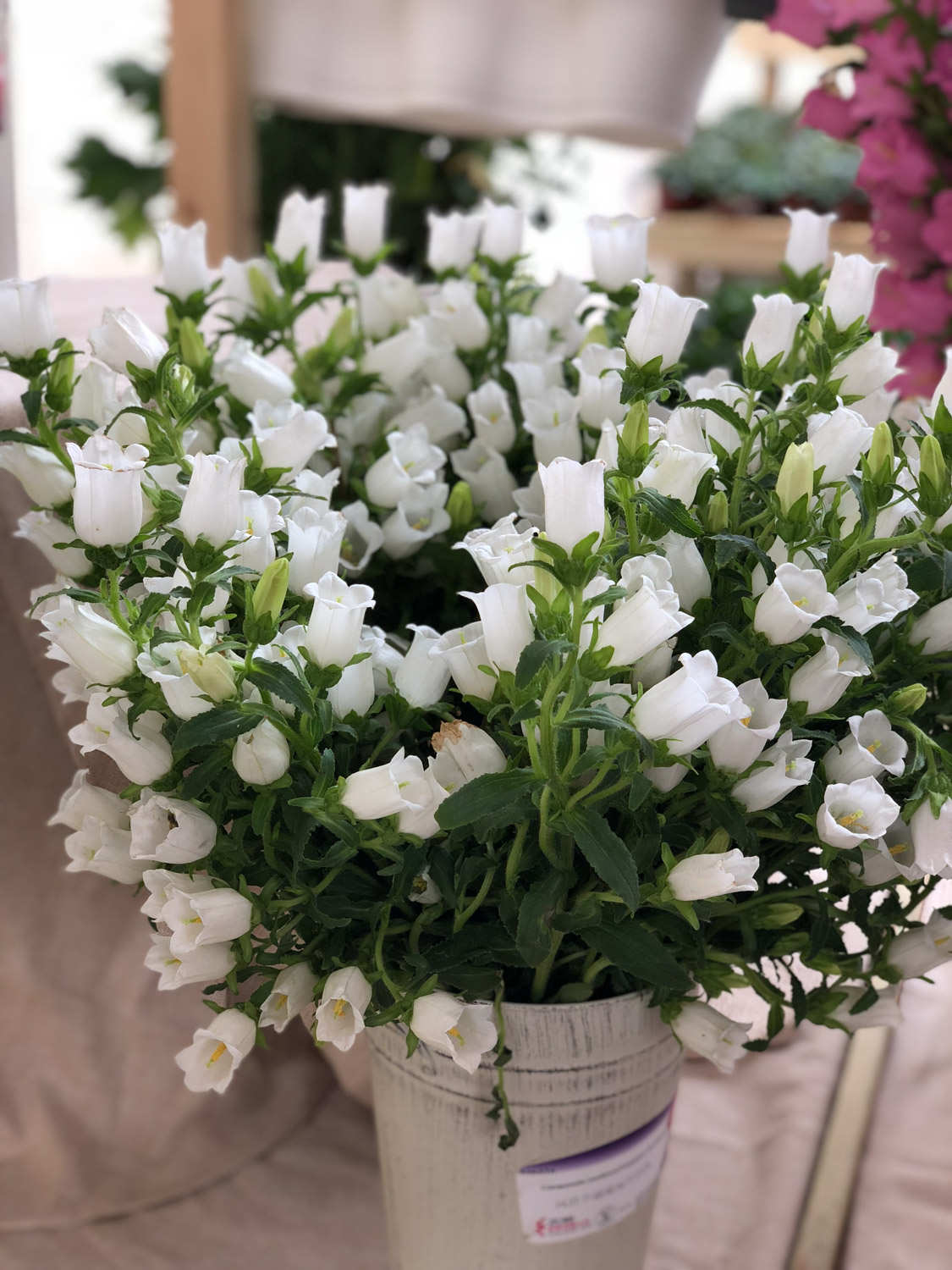 风铃草可以放在卧室养吗