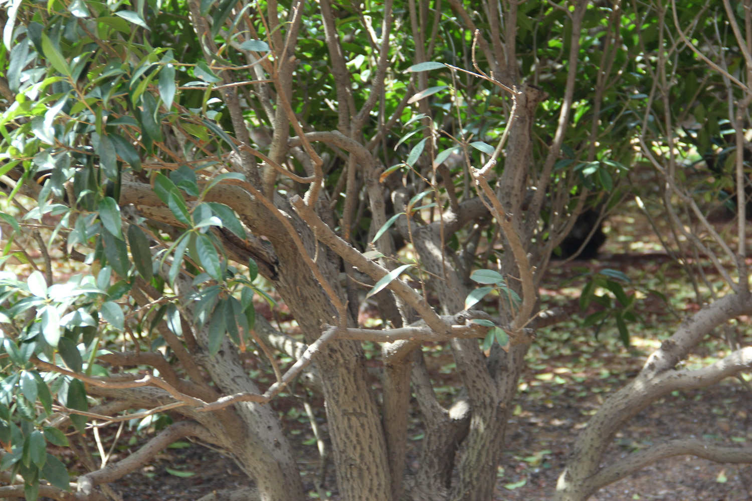 桂花有什么作用