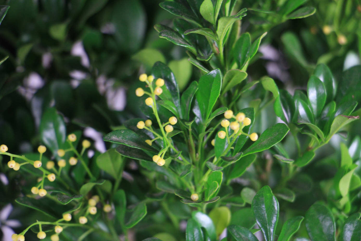 米兰能放在客厅吗