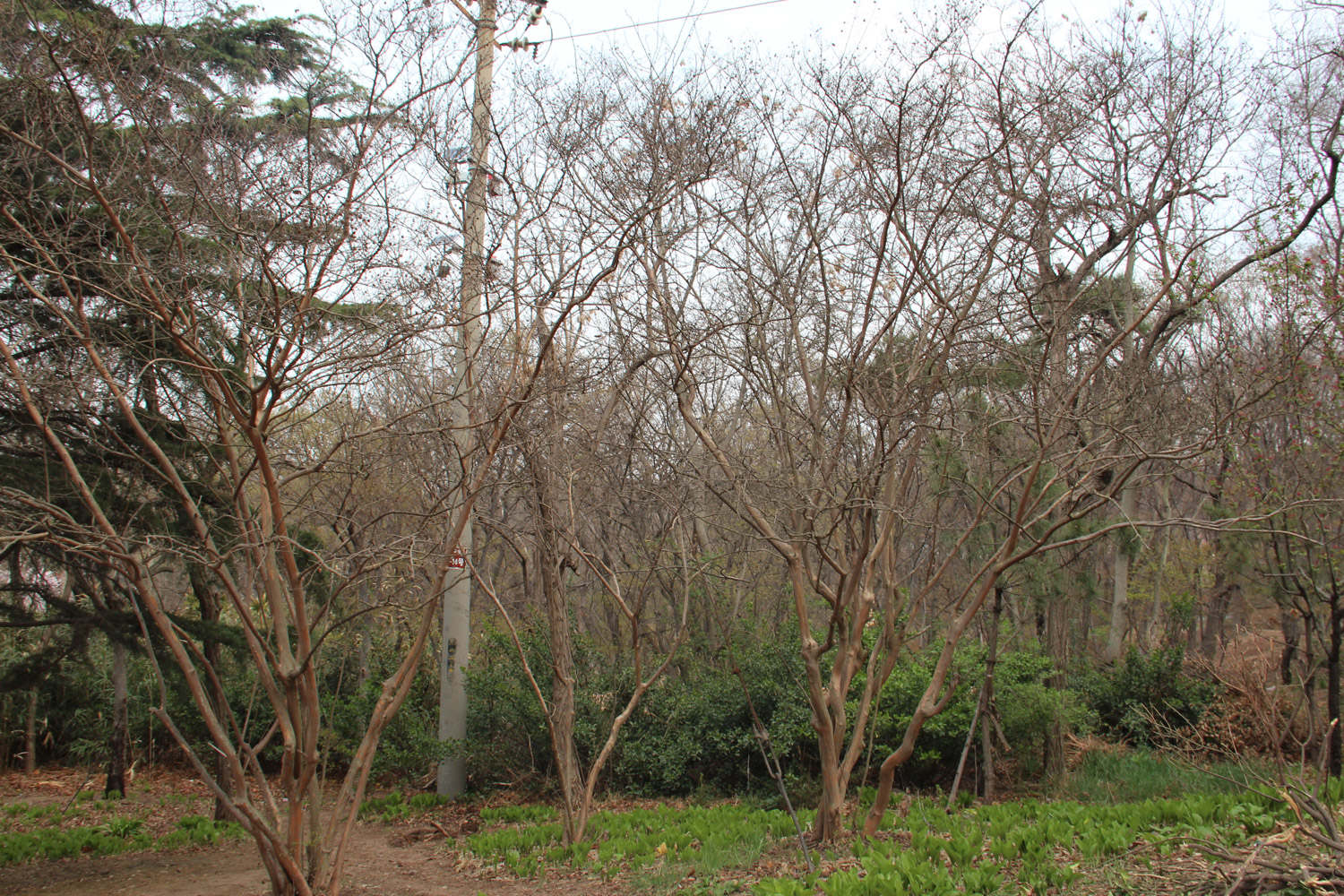 紫薇花的观赏作用