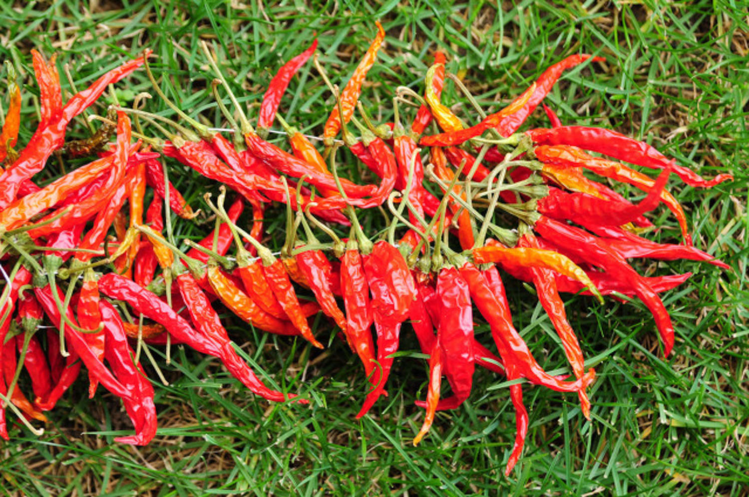 手被辣椒辣了怎么办