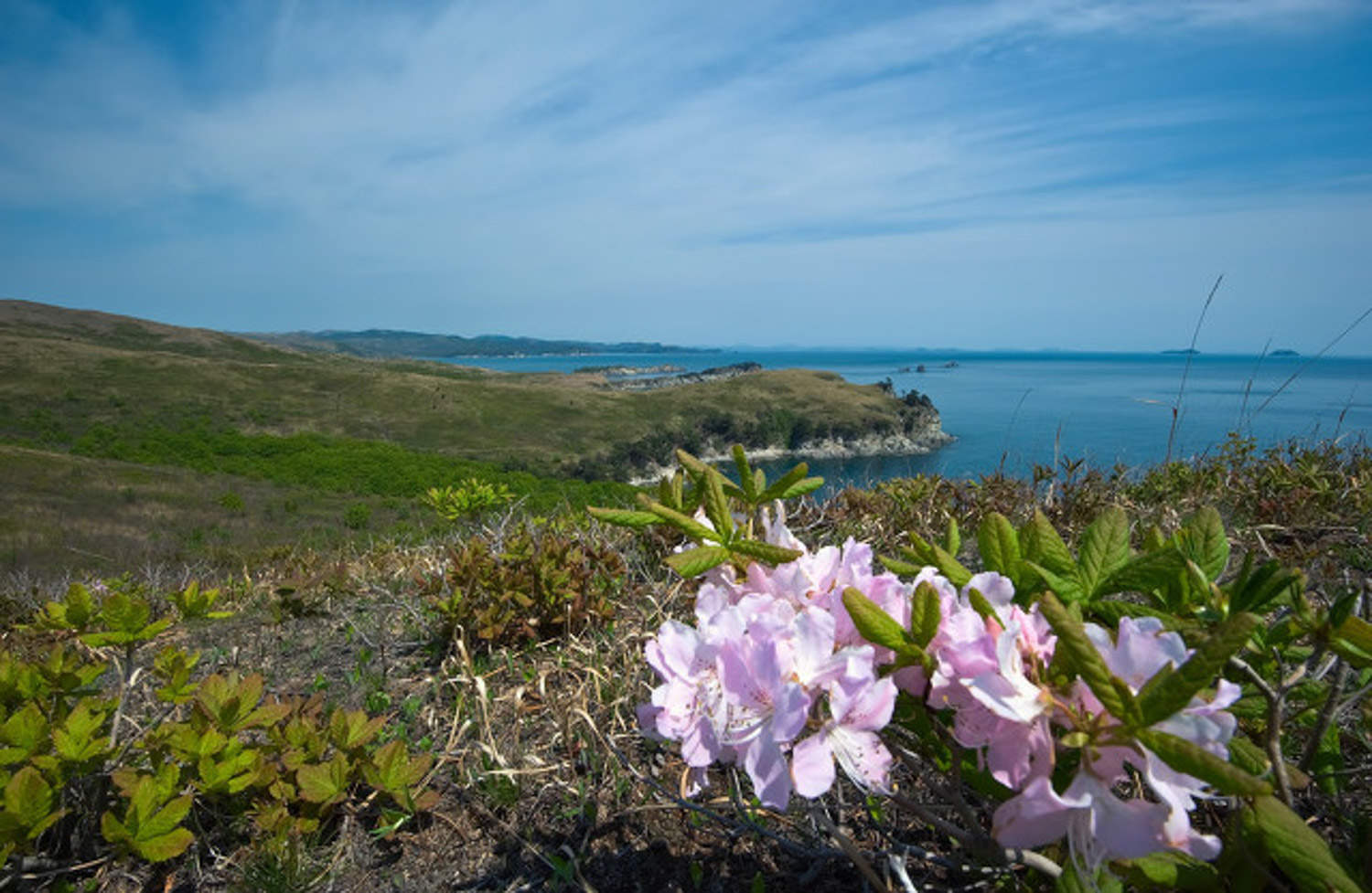 杜鹃花的功效和作用