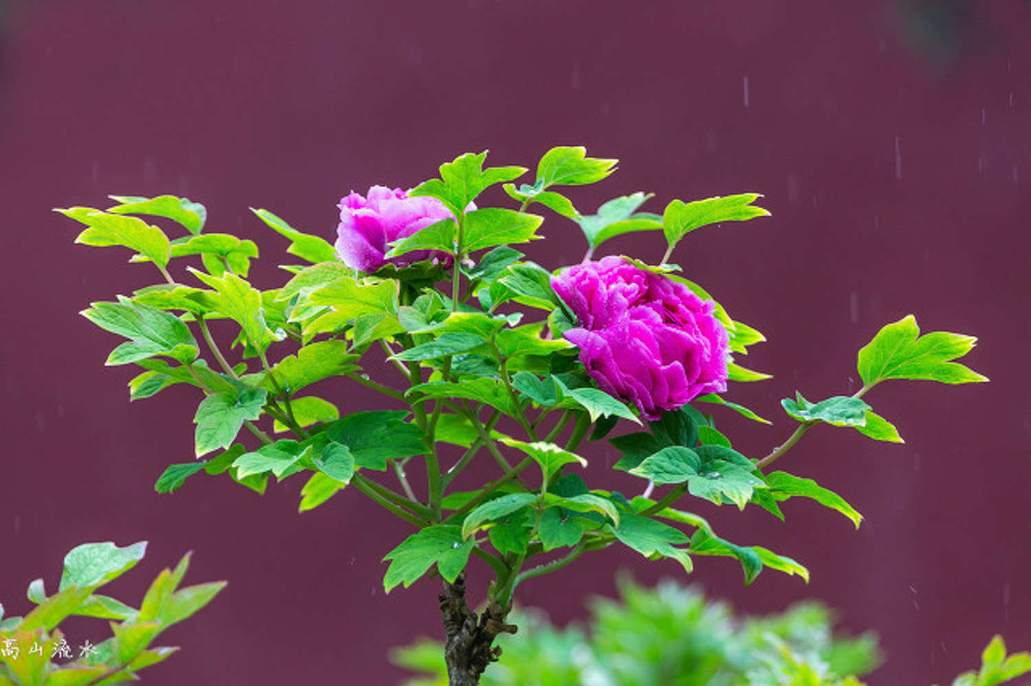 牡丹花的花语是什么